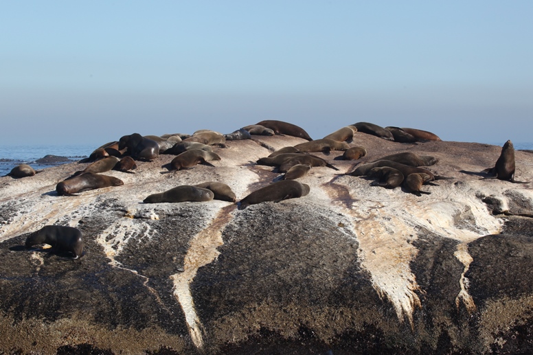 seal lions